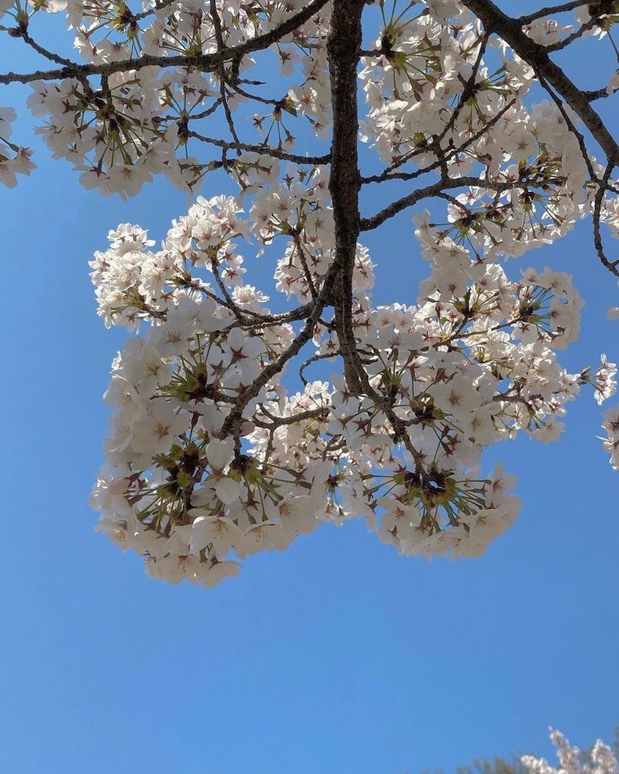 떨어지지마..🌸