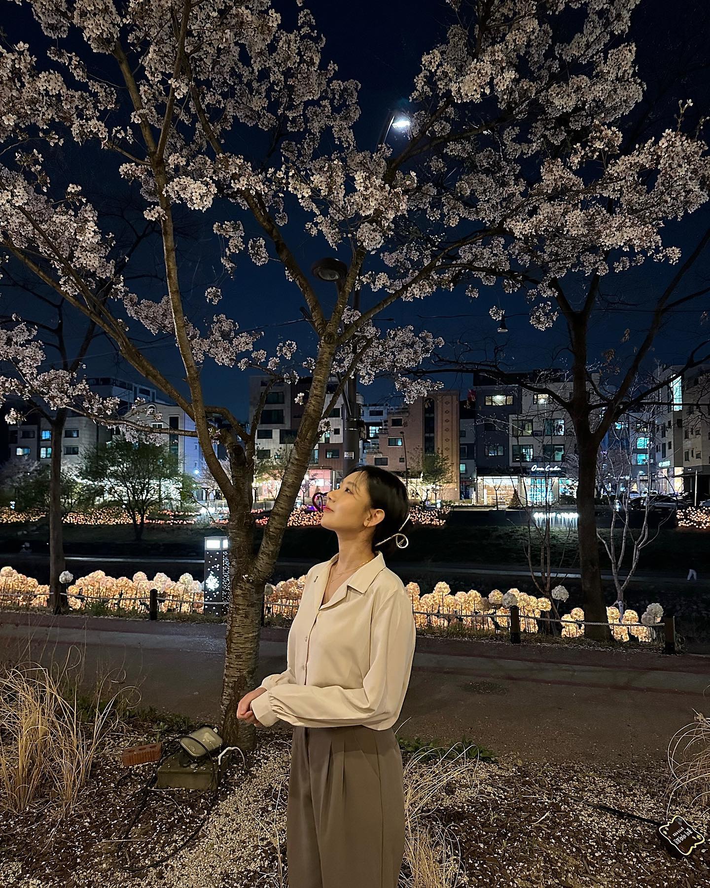 가지마 벚꽃