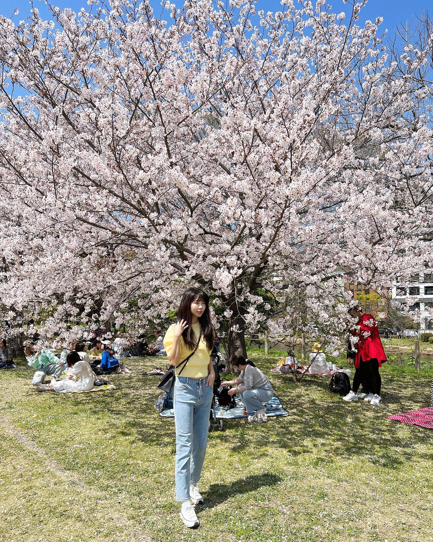 さくら🌸
