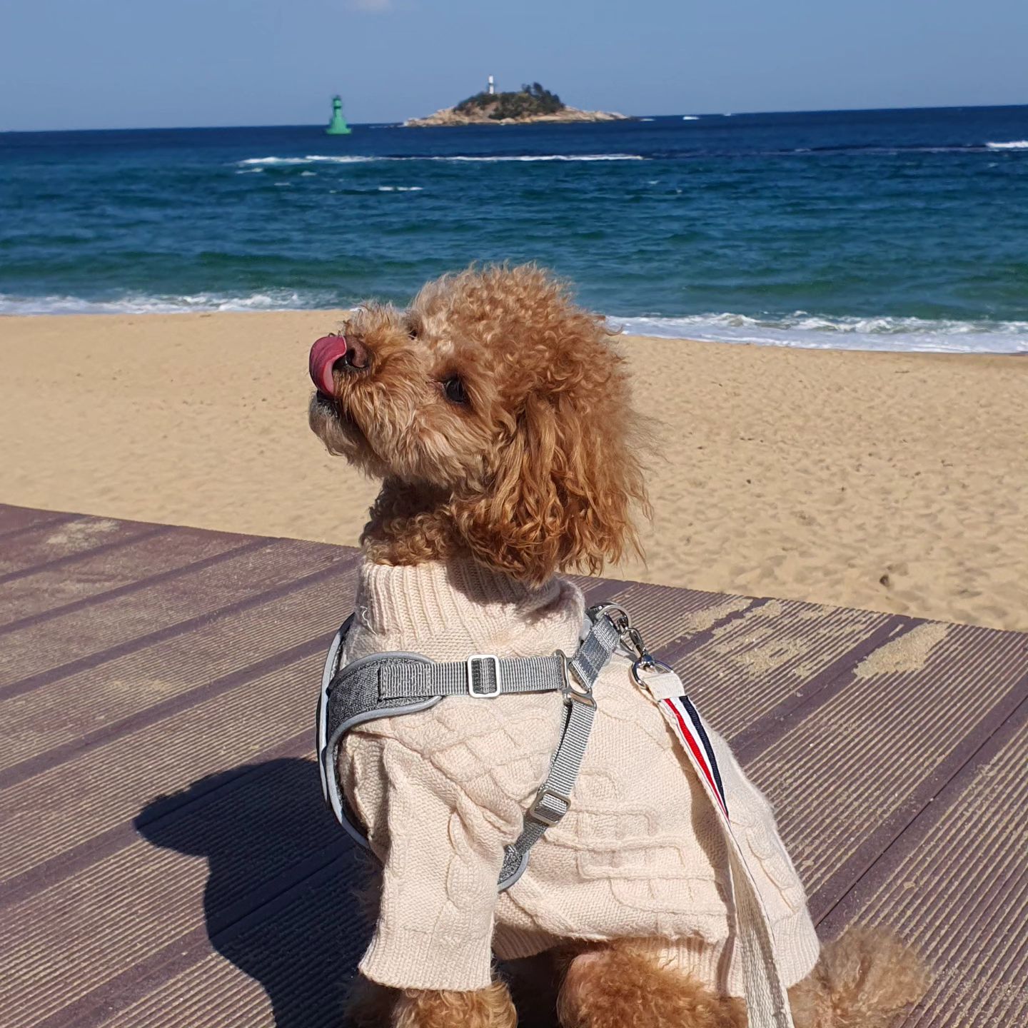 #강아지숲 #반려견테마파크