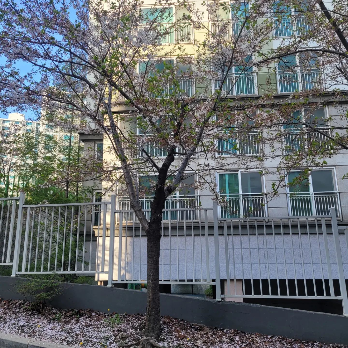 #벚꽃엔딩 #벚꽃안녕 
.
감기로 이른 퇴근하며 집 가는 길에
바람에 흔들려 떨어지는 벚꽃과 땅에 쌓인 벚꽃을 보며
이제 진짜 봄이구나.. 😊
.
벚꽃 안녕~🌸👋
내년에 또 만나~👋
.
.
.
.
#퇴근길 #벚꽃길 #벚꽃비 #벚꽃명소 #동네벚꽃길