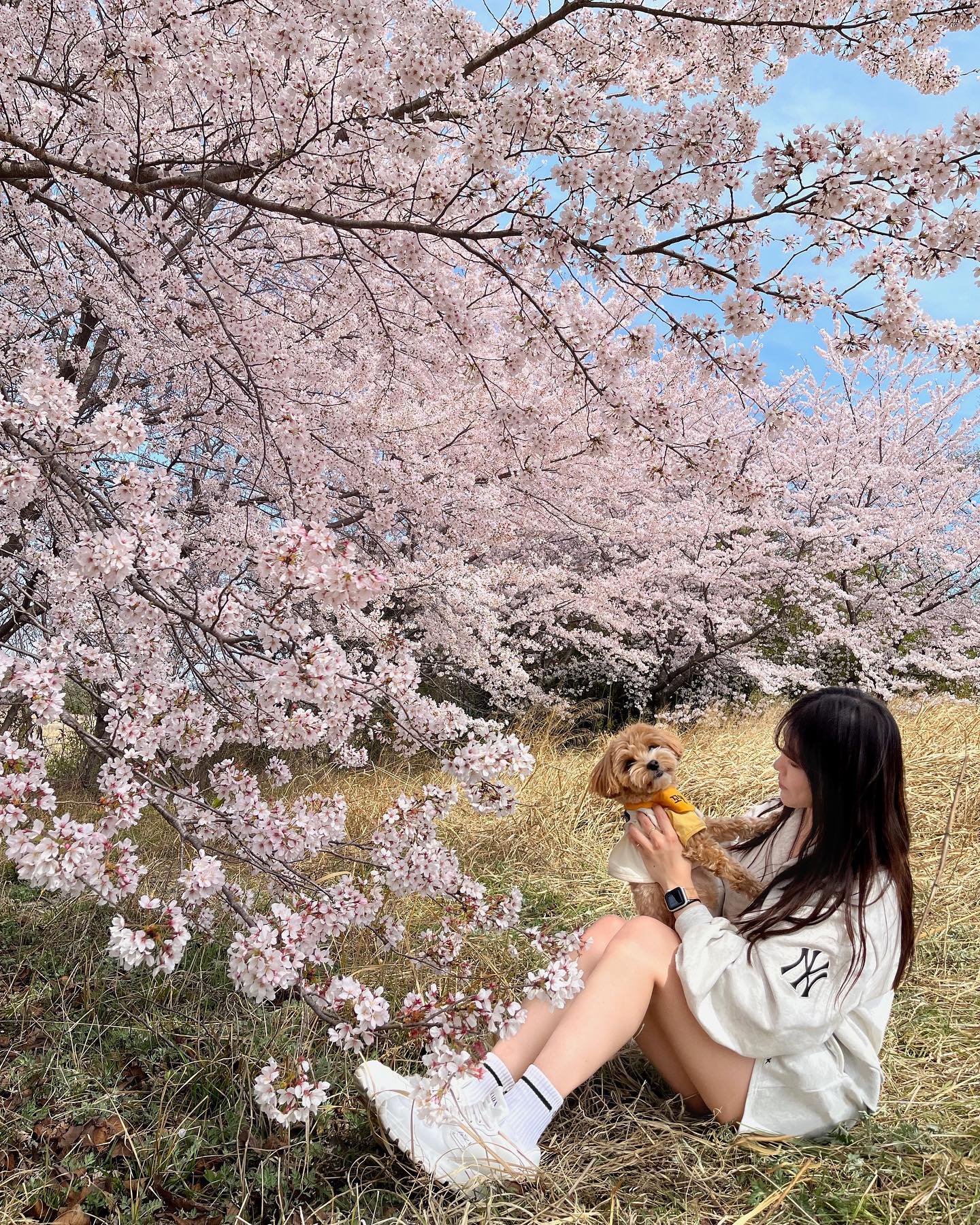 견생 세번째 벚꽃 ✿
고맹이랑 첫 제주도여행 기대된다 ⸝⸝⸝⸝◟̆◞̆♡