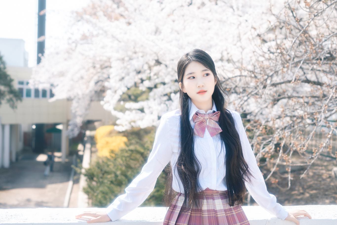 시간도 벚꽃도 순식간이네 🌸