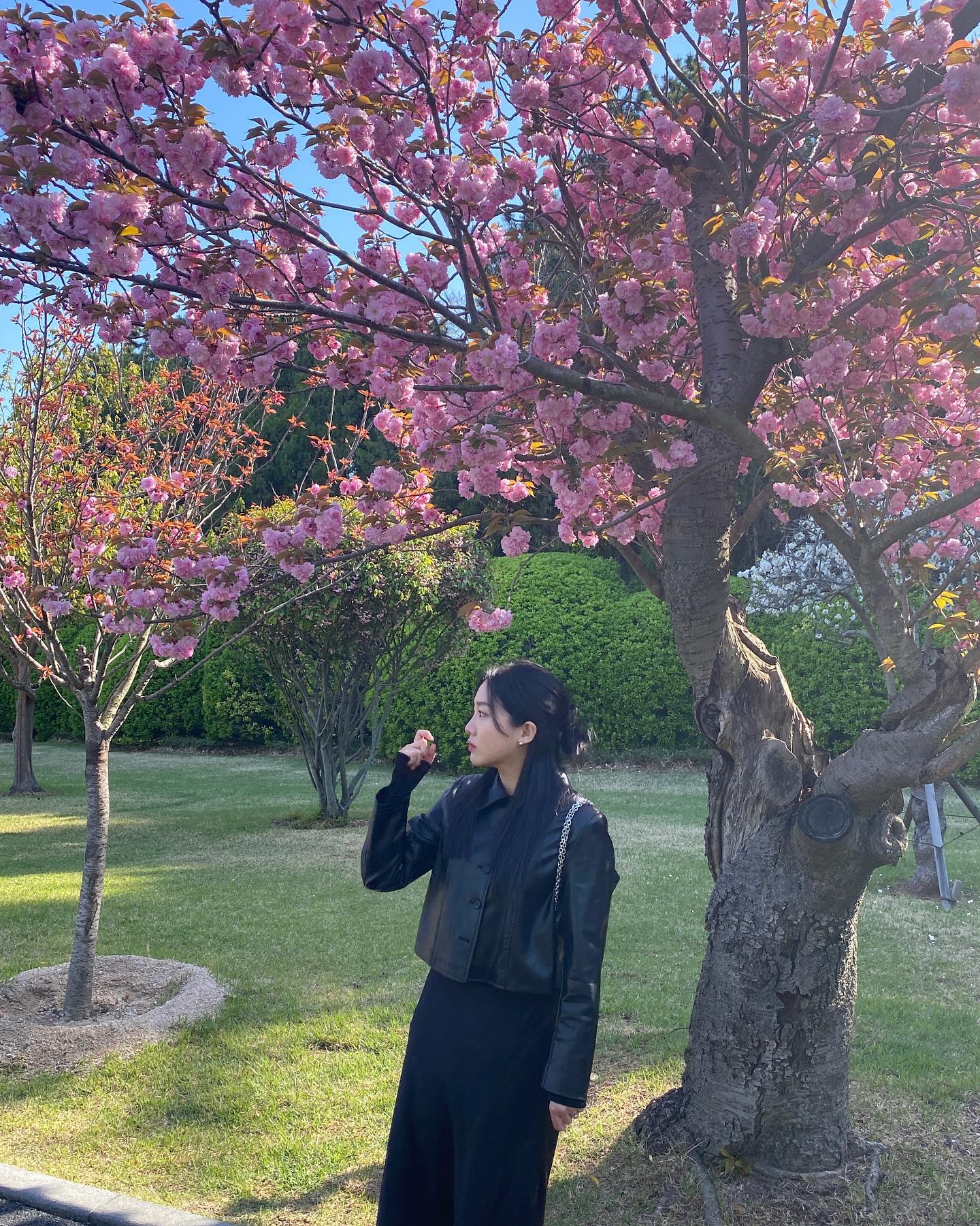 이번에는용 겹벚꽃이예용