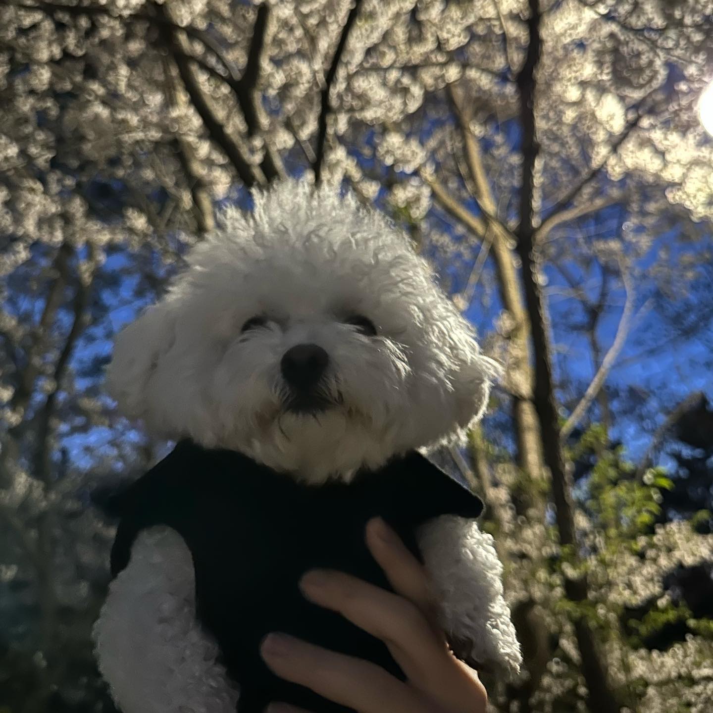 매일봐도 이쁜 벚꽃🌸
매일봐도 이쁜 젤리🐻‍❄️
근데 입으로 걷는거니?.?
산책만하면 주둥이 실화🤷🏻‍♀️