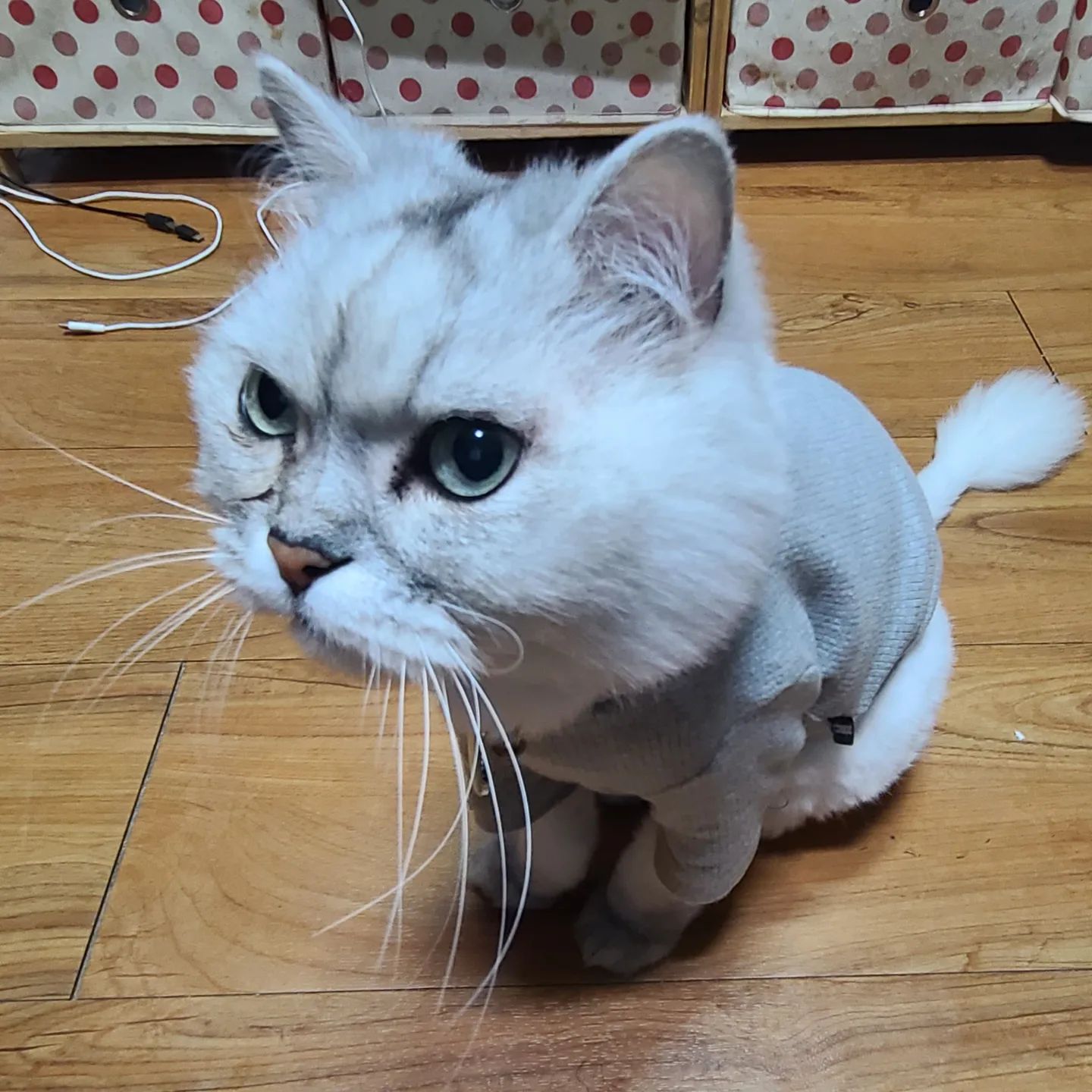 넘나 귀여운 #개냥이 별이
#고양이카페 #고양이 보다 더 애교가 많아서 울 삼형제 넘 사랑스러워 하네요

#펫시터 #송파펫시터 #방이동펫시터