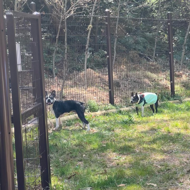 .
.
임산부 데리고 놀러가준
고마운 봉구언니🥰
_blumenladen 
.
.
힘든건 내가 아니라
저질체력 개리사 였다며 🤣
와우산 안에 있는
조그만 반려견 놀이터였는데
진드기가 무서운거 빼곤 괜찮아따!
.
.
벚꽃피는 따뜻한 봄날에
살랑살랑 쐬는 바람🌸🌸
.
.
이제 벚꽃 다 졌지만
봉구야 담에 또 가쟈 🥰💕
.
.
.
#달맞이길
#보스턴테리어