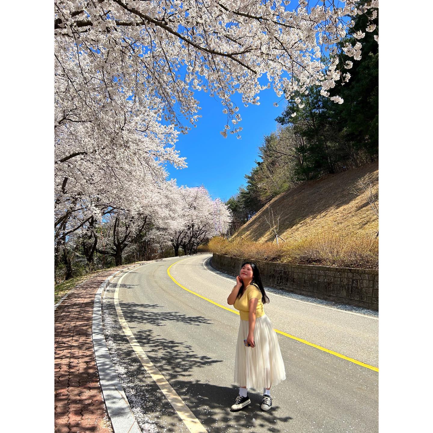 내가 본 벚꽃중에 젤 예쁜 강릉 🌸
