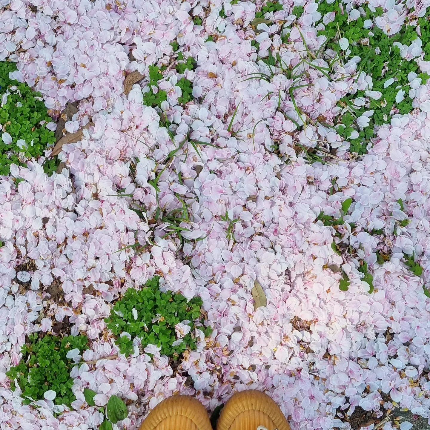 제주에서 만난 세번째 벚꽃🌸
내년에 또 만나자🙆‍♀️

.
#제주도민 #제주살이 #제주라이프 #일상 #제주벚꽃 #스쳐가는봄날🌸