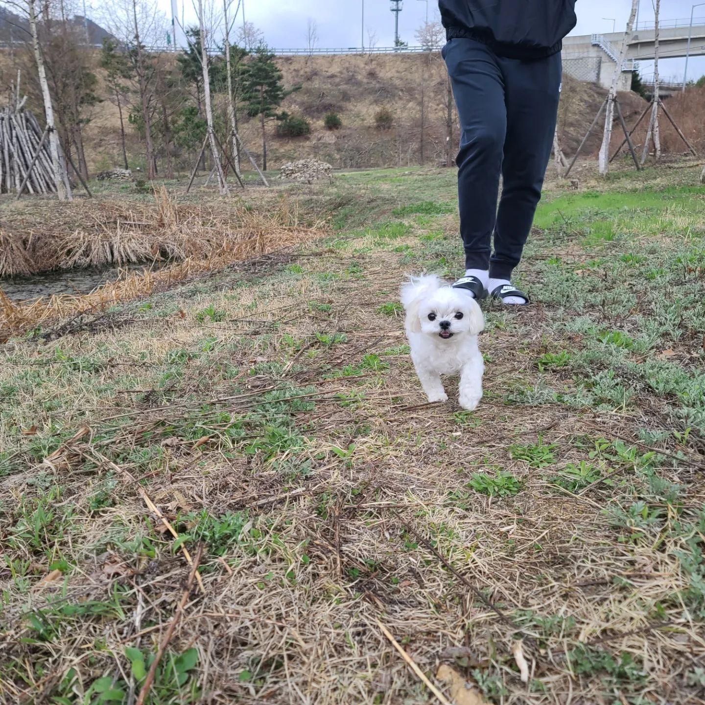 너의 웃는 모습이 엄마아빠의 행벅이다

#맞팔멍팔 #멍팔맞팔🐶  #멍스타그램🐕 #댕팔맞팔환영 #말티스타그램🐩 #강아지일상 #강아지그램