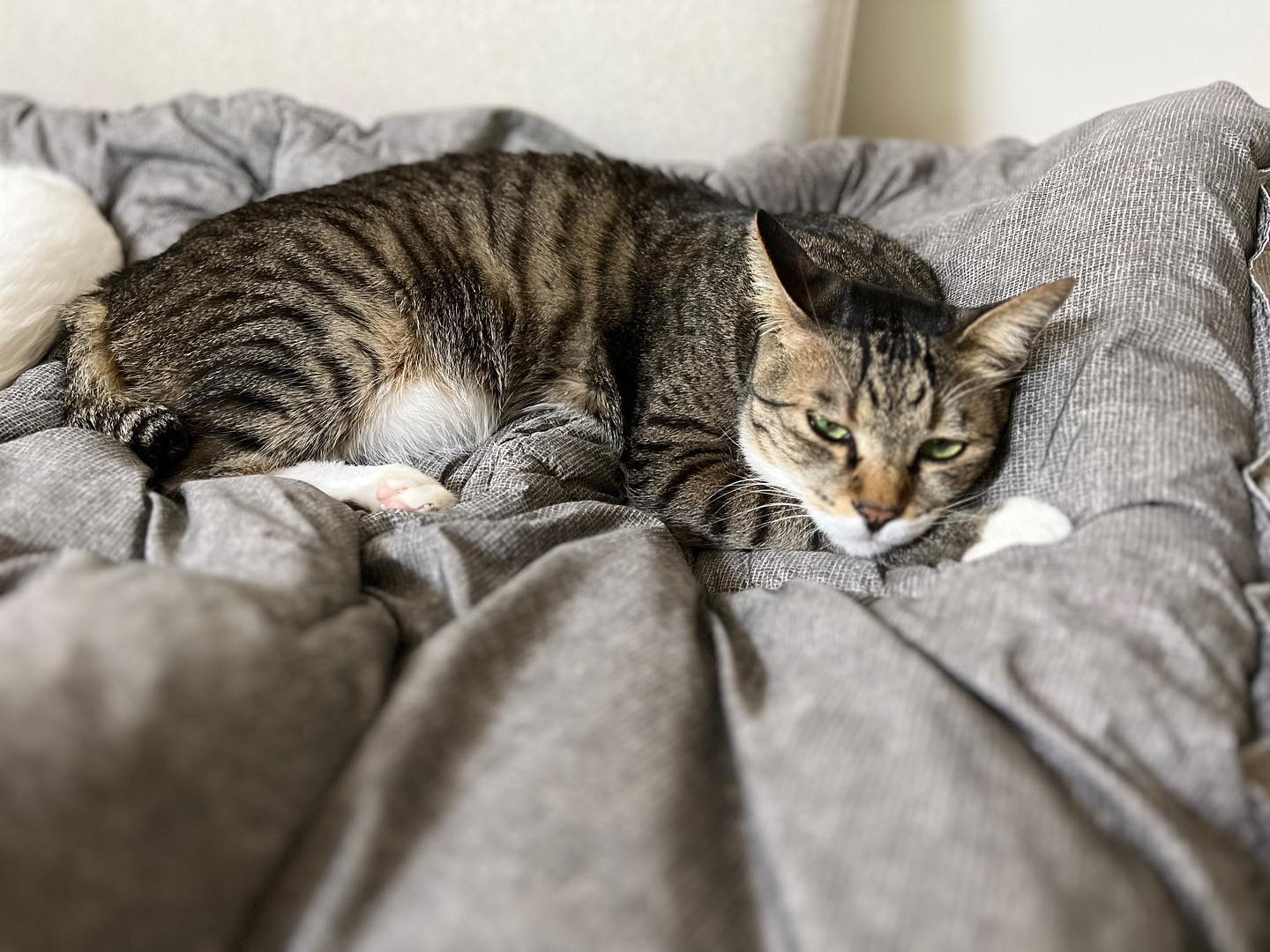 오늘자 차나또😻
쇼파도 쇼파지만
이불 참 잘 산듯👍🏻👍🏻
애들이 너무 좋아함💕
신랑 이불 없는 건 내 탓 아님🤣