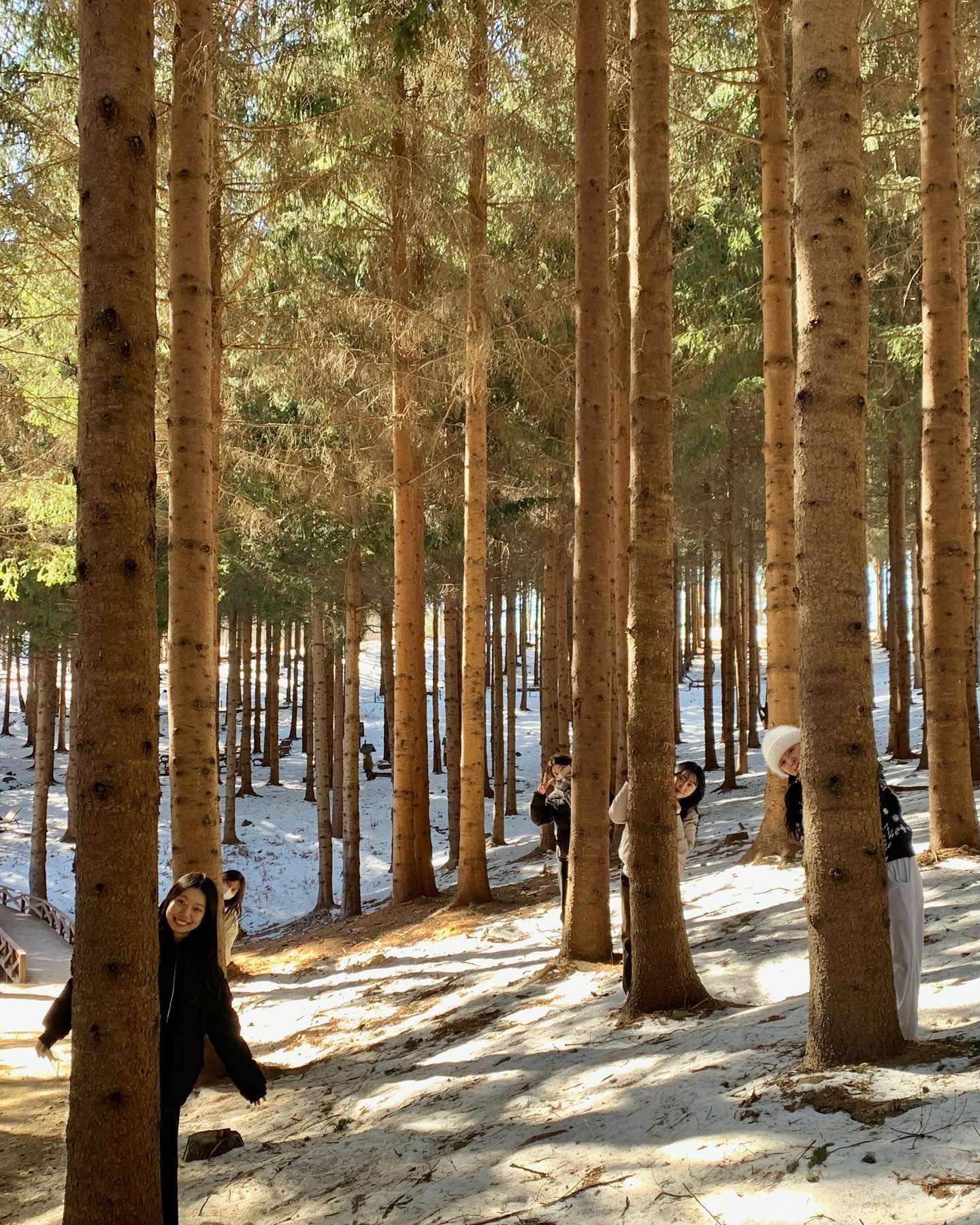🌲🦙🌲🦙🌲🦙🌲
피톤치드 맡으러 왔다가 알파카친구들 밥주기ㅋㅋㅋㅋ