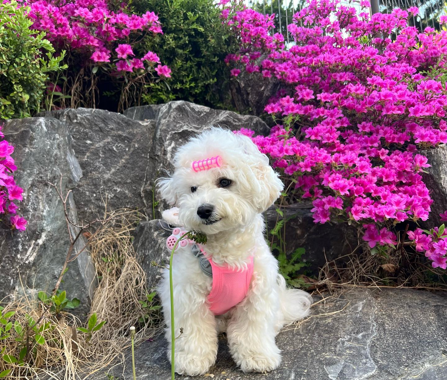 김핑키 생존신고!🌸
이틀만에 산책은 개신난다구~😖❤️