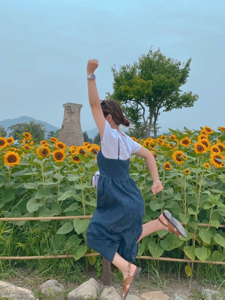첨성대는 지금 해바라기밭🌻(+대릉원, 동궁과월지) 안가면 후회해~