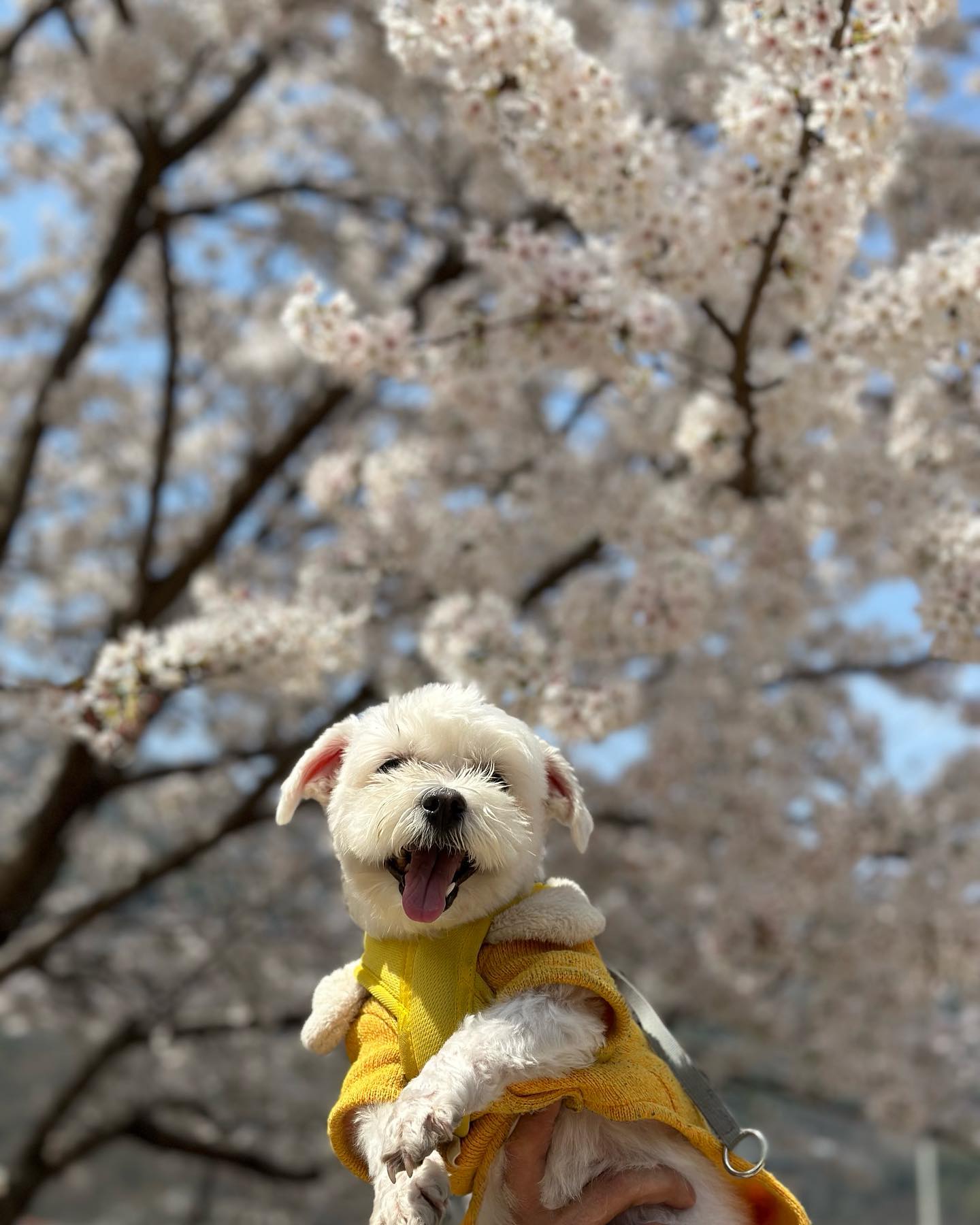 천방지축 하리🐶

아무 걱정 없어보이는 웃음에, 하루종일 사랑을 원하는 눈빛,

나의 웃음이 되어주어 고맙고, 함께 오래 있고 싶은 생각 뿐💗