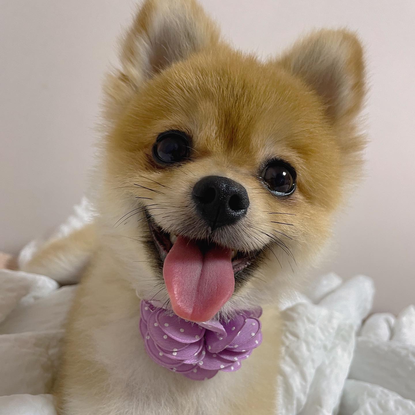 아싸뵤 드뎌 불금이개 🐶❤