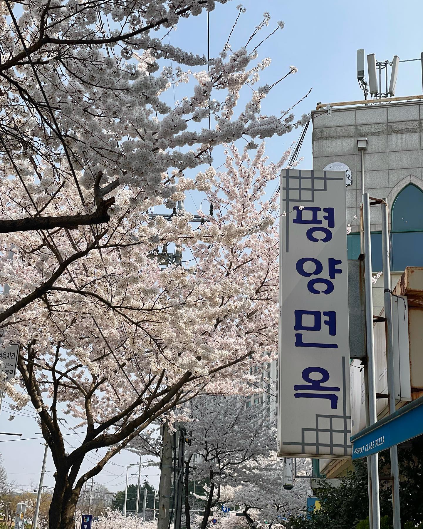 #평양면옥
평택에서 블루리본 이렇게 많이 받은 집 처음 봤음👀💙
수육 무침 빼고 다 먹어봤는데 다 맛있지만
내 마음 속 1등은 제육 무침,,🫰🏻
여기 모르는 사람 있으면 안됨!!!