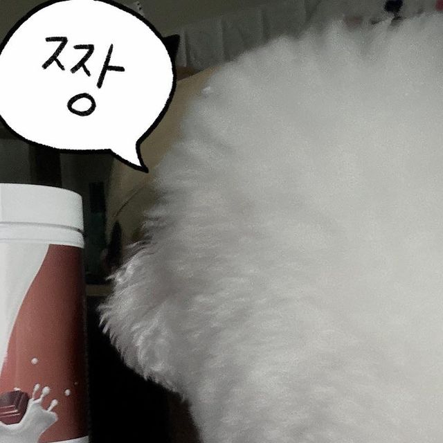 조랭_제림 on Instagram‎: "#광고 내꺼야 탐내지마라 박조랭~😤 얘드라 내가 #프로틴스토리 에서 나온 쉐이크 소개하고 싶어서 갖고와봐써 (๑❛ڡ❛๑) [프로틴스토리] 식사대용 맛있는 단백