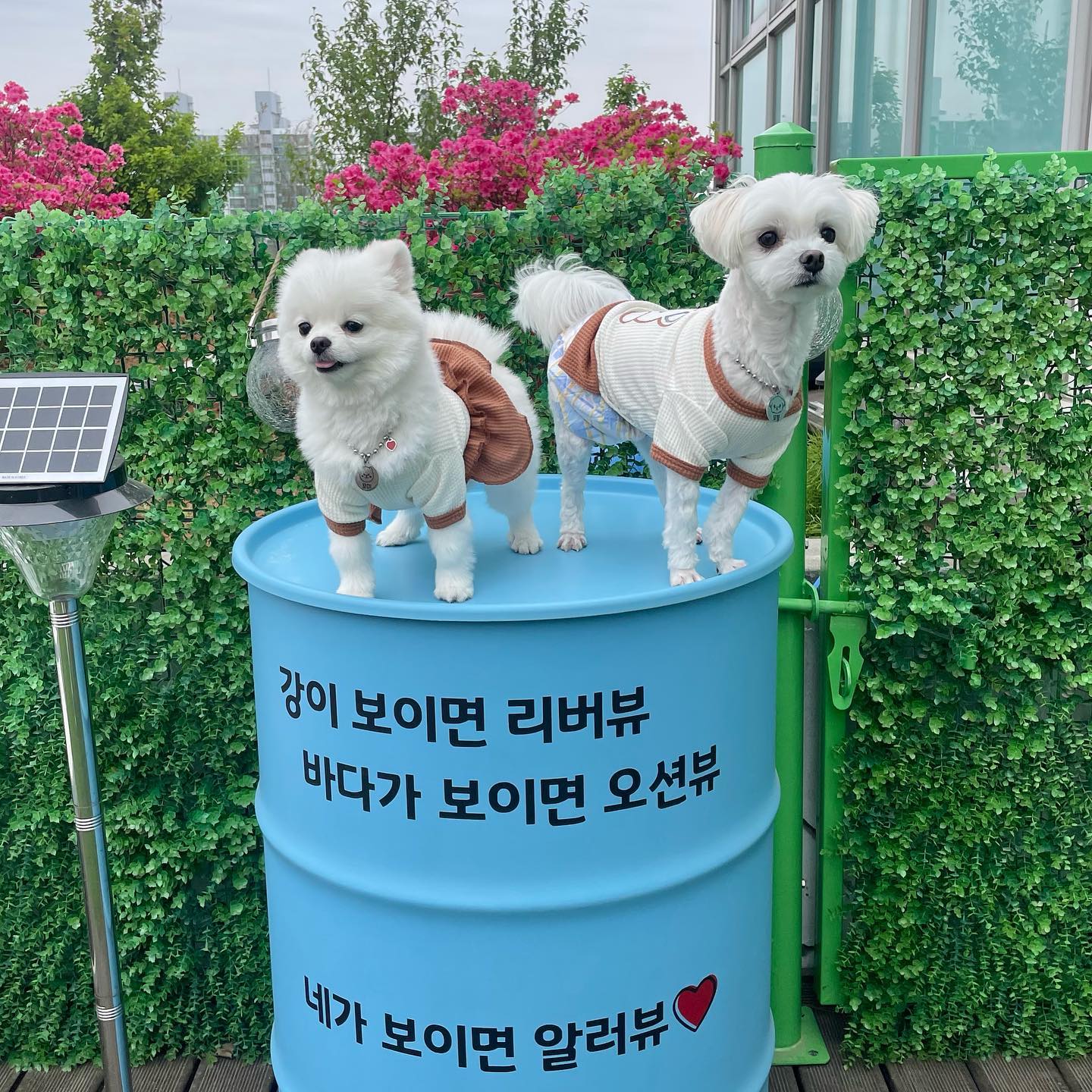 내새끼 둘♥️