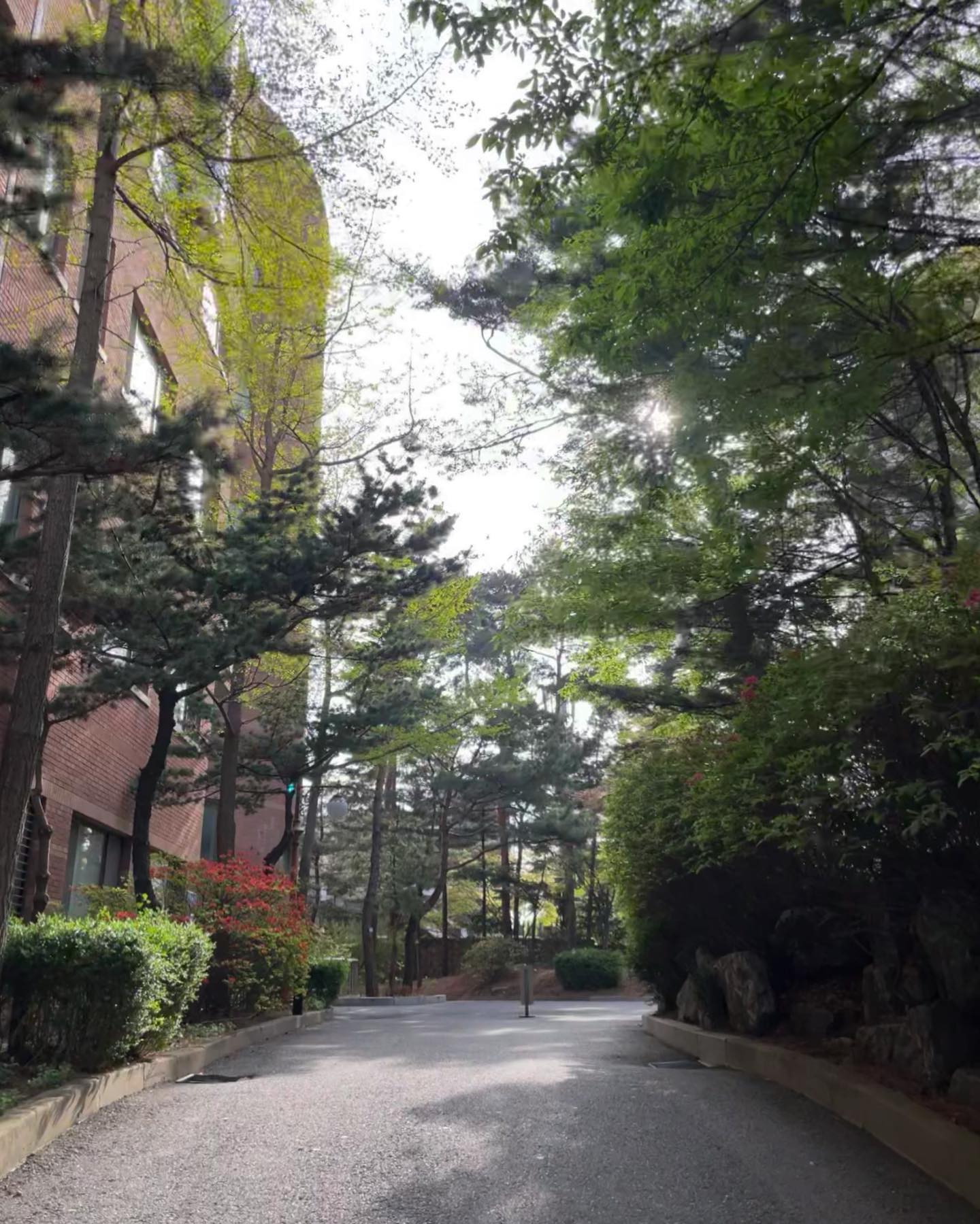 학교에서 벌써 3번째 봄이야🌳