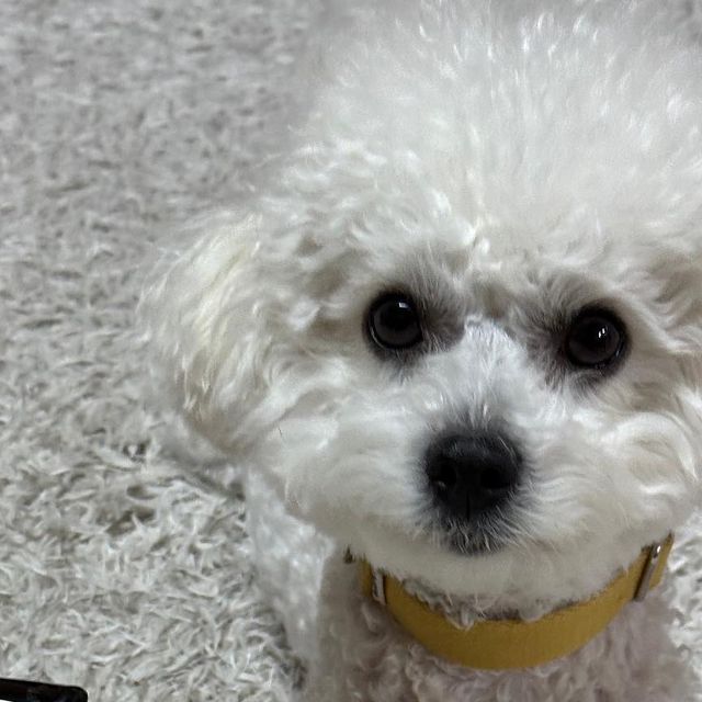 봄 Bom💛 on Instagram: "온니가 내선물이라고 가져온 햄프씨드 오일 내스탈이얌❣️ 사료에 뿌려먹거나 입안에 떨어트려 먹는거야🐶 온니 봄이 한방울만 더줭💛 ✔️ 황산화제, 몸의 노화를