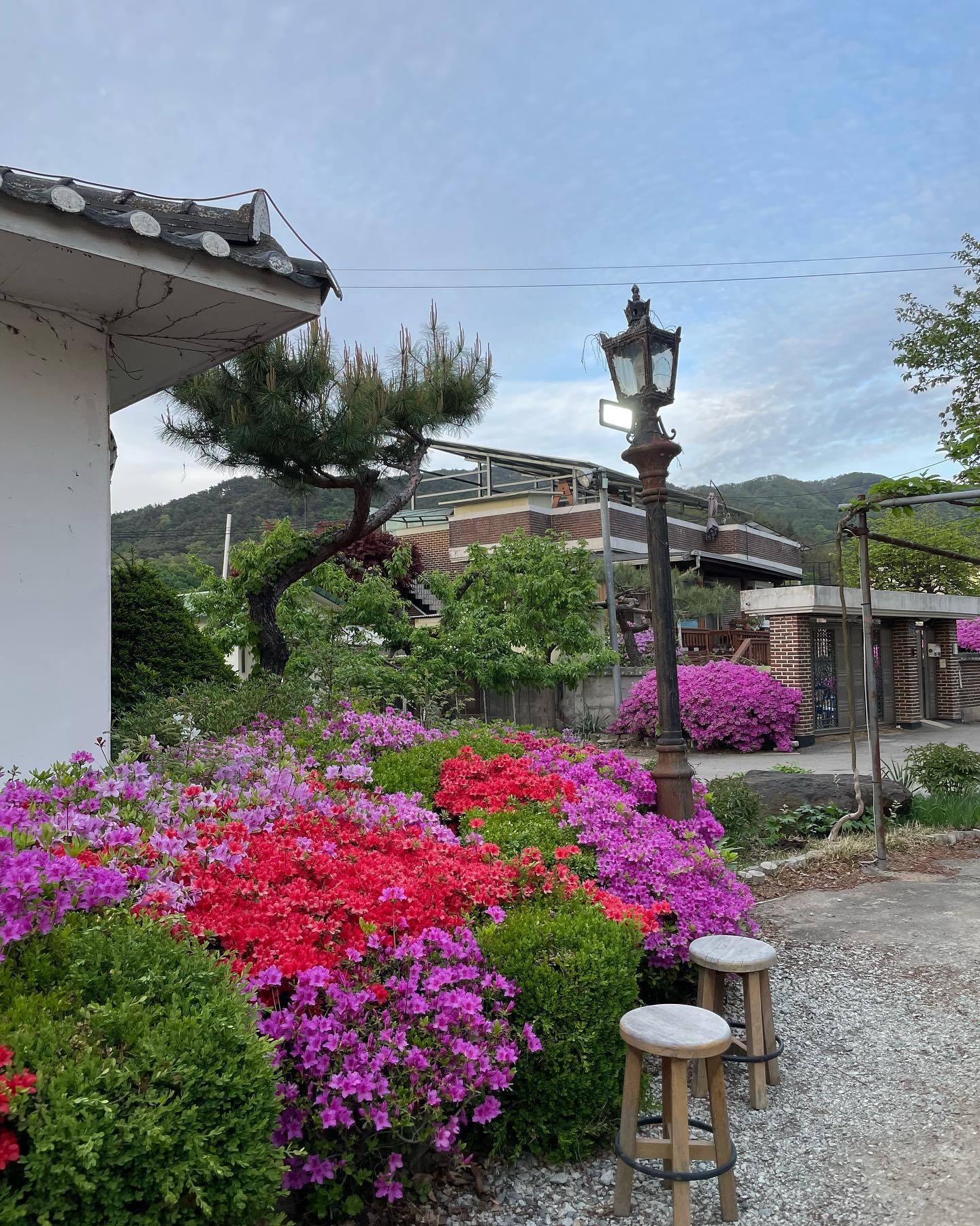 만두전골집앞 화려한 꽃밭ㅎㅎㅎ
