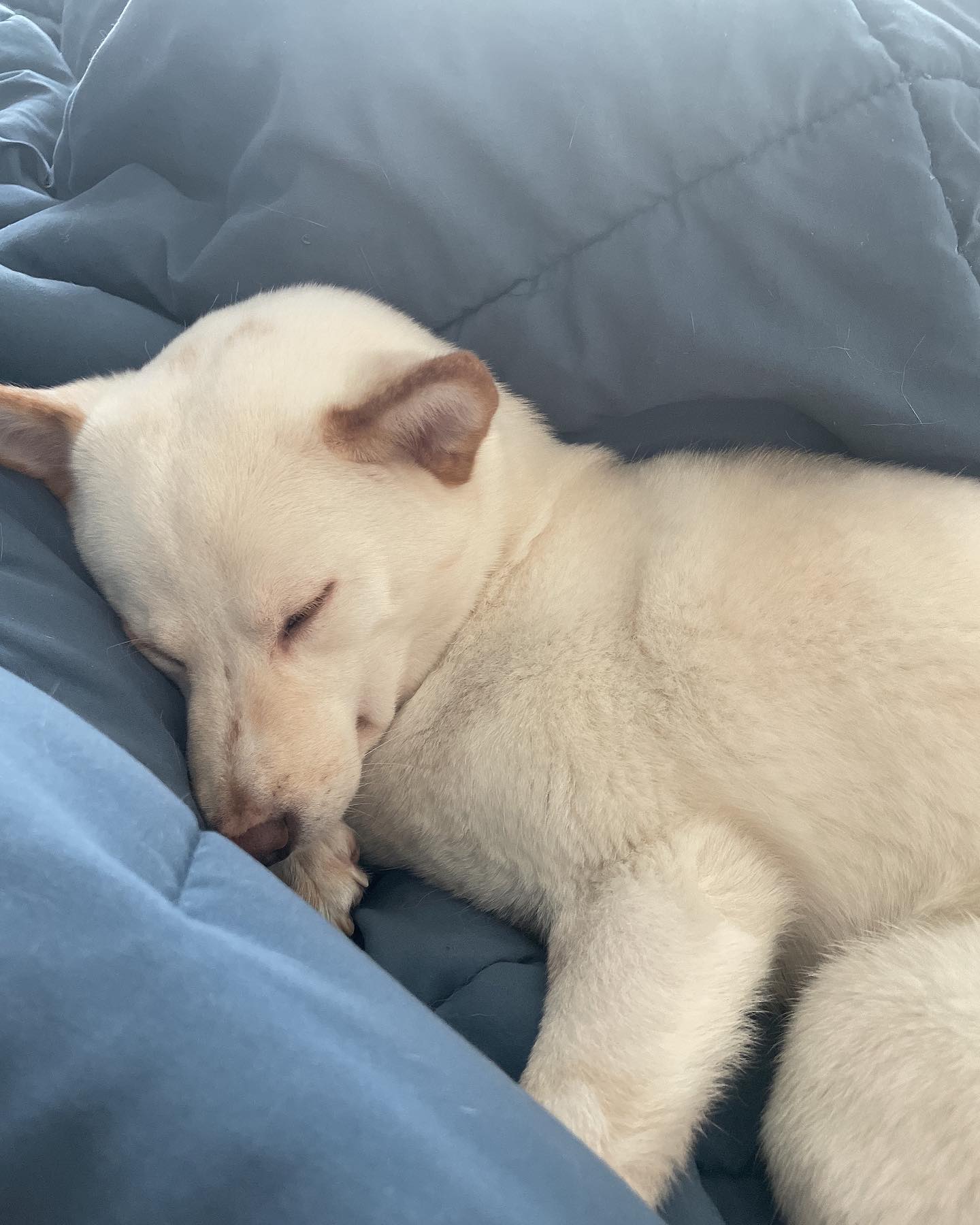#둘째#마메시바#우유#uyu#shiba#white#sleeping#1stofmay🌸