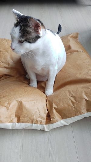 [헨로포우]  고양이 빵방석, 고양이 방석 침대