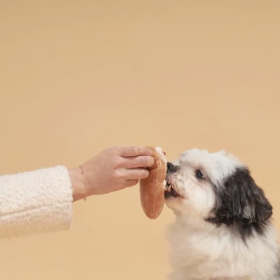 팬돌이 코르🐶 on Instagram: "코르 모델 촬영 따라갔다가 #발연기 같은 손연기 하고 왔다 코르와 다르게 나는 적성에 안 맞음🤔 코르 표정=😬ㅋㅋㅋ #모델 #모델견 #매니저 의 #삶 #힘들다"