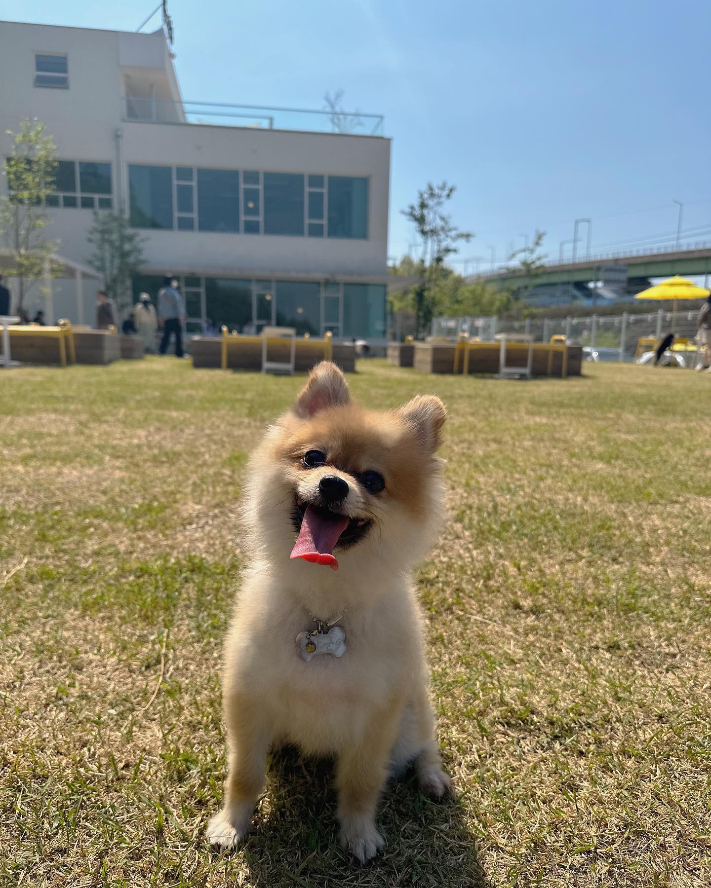 엄마아빠랑 영종도로 데이트 갔다왔개🐶💗
댕댕이들이랑 댕잼나게 놀았개😝❤
담에 또 만나면 씐나게 놀자 칭구덜 🫰🏻