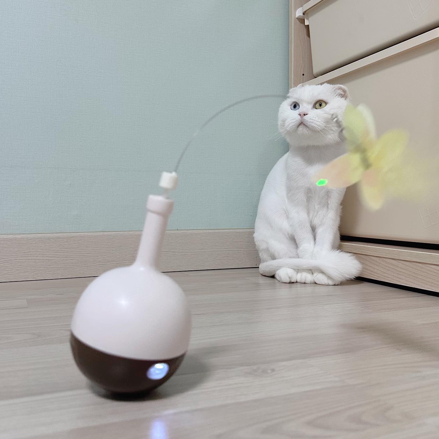 #협찬
장난감은 많지만 금방 지루해하던 블랑이🐱
.
코코다움 냥냥집사 오뚝이를 만나다
✔️360도 무작위로 회전하는 자동 회전 모터
✔️사냥본능으로 나비사냥
✔️오뚝이 장난감으로 신나는 노즈워크까지
✔️스마트 감지 센서와 자동 타이머 기능
.
이제 혼자서도 신나게 잘 놀아요:)
.
#코코다움 #펫용품 #고양이장난감 #고양이낚시대 #고양이분리불안 #고양이사냥놀이 #펫장난감 #움직이는장난감 cocodaum_official