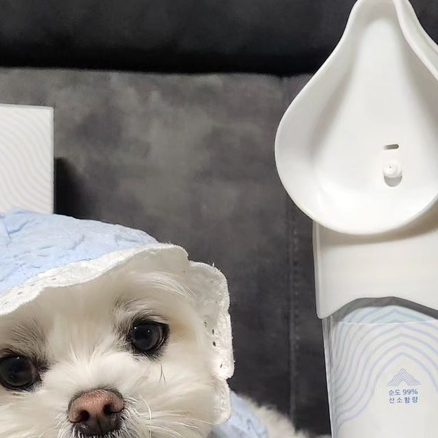 도리 🐶 on Instagram: "#광고 기관지 안좋거나 호흡이 힘든 노견에게 좋은 산소캔! 미세먼지 안좋을 때 깨끗한 산소로 정화하쟈🫧🩵 🫧 순수더펫 : 반려동물을 위한 깨끗한 산소캔! 🔍직접