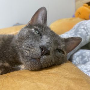 [헨로포우]  고양이 빵방석, 고양이 방석 침대