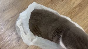 [헨로포우]  고양이 빵방석, 고양이 방석 침대