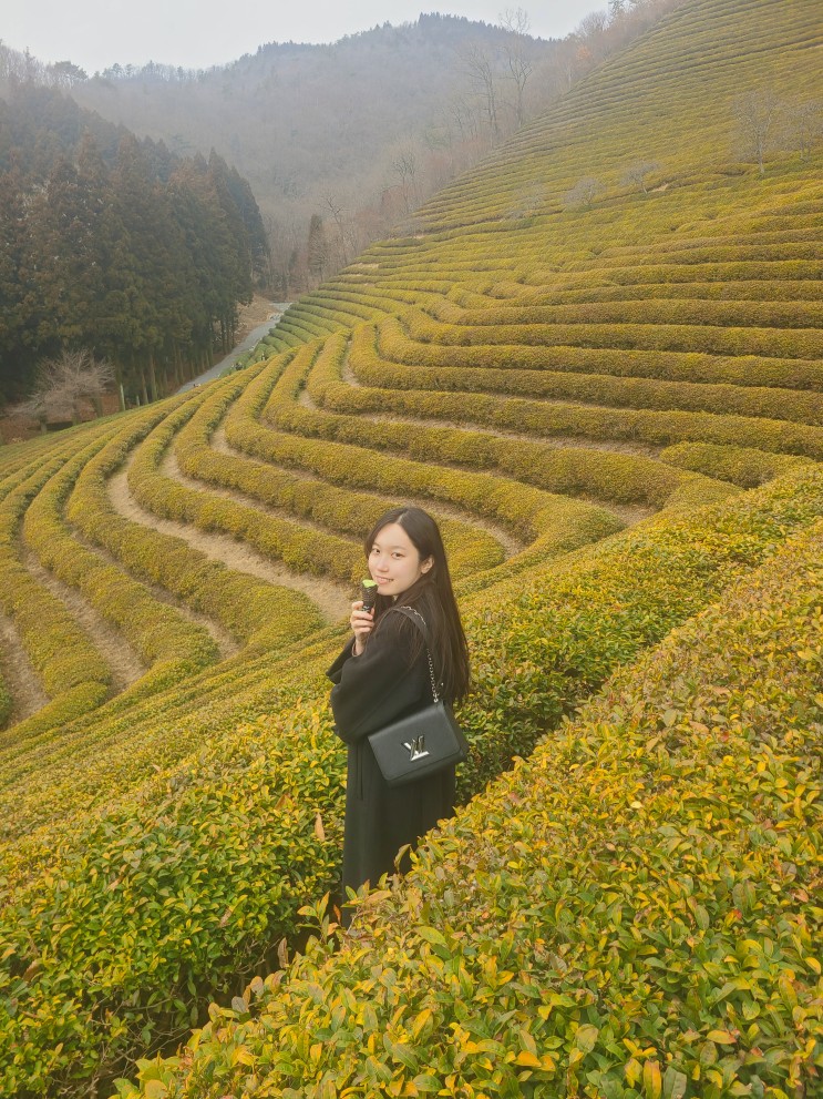 대한다원 보성녹차밭 겨울에 가면 좋은 점 바다전망대 편백나무산책로 삼나무숲