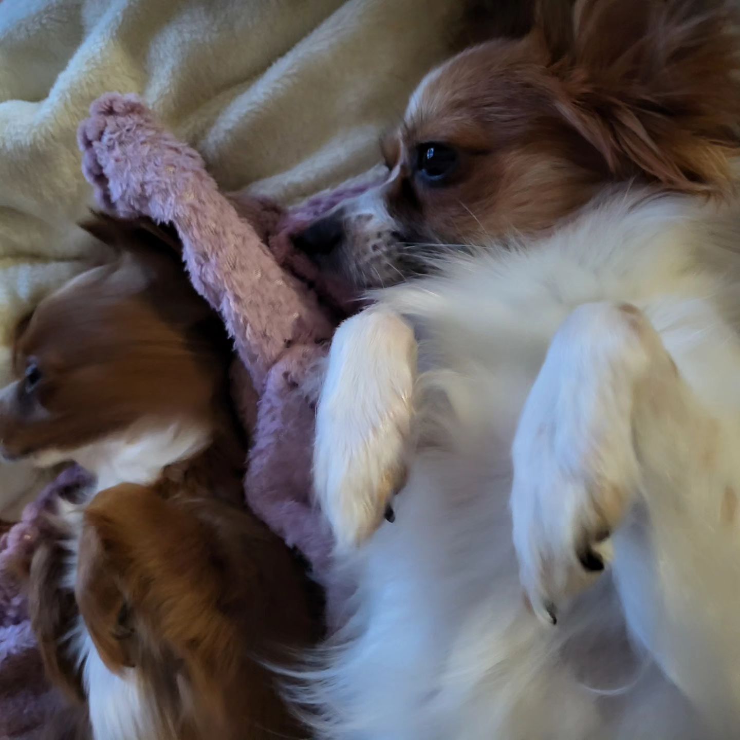 오랜만에 댕칼코마니🐶