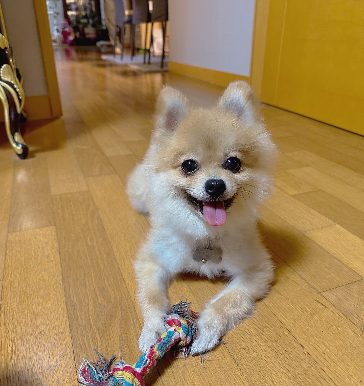 엄마랑 노는게 젤 재밌개🐶
내일만 지나면 드디어 주말이개 🐕
다들 금요팅하개ꔛ ੈ✩‧₊