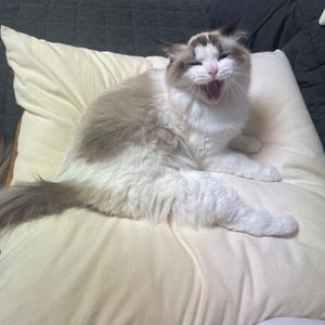 [헨로포우]  고양이 빵방석, 고양이 방석 침대