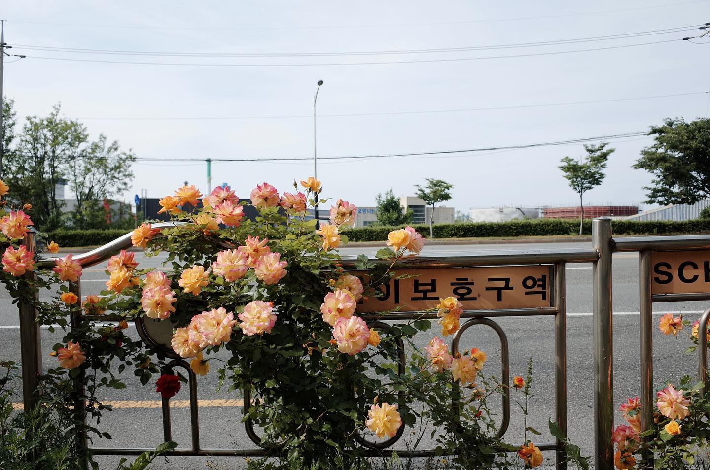 오랜만에 카메라 들고 외출 했더니 행복하다 🩵 어제가 날씨가 좋았는데 아쉽지만 

이제부터 부지런히 들고댕기자☺️ 
#필카감성 카메라 추천받아요 #리코gr