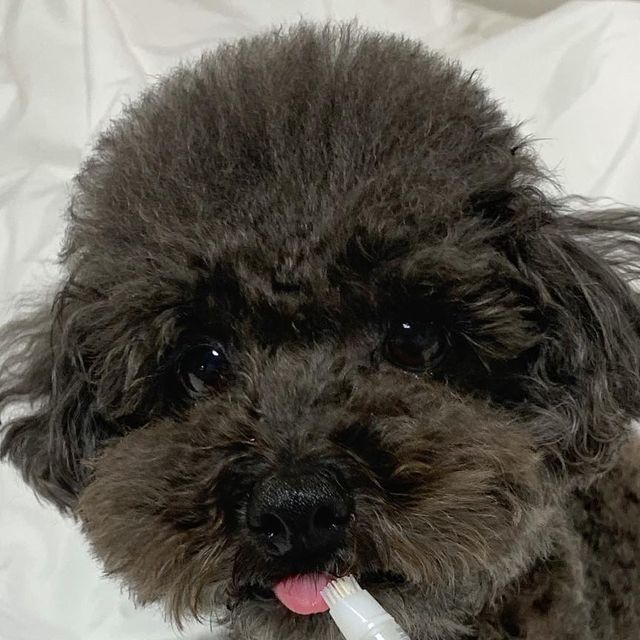 귀요워서 요미 on Instagram: "#광고 양치도 올인원시대🤍 헨로포우 양치펜 ▫️강아지, 고양이 모두 사용 가능 ▫️동물용 의약외품 인증 ▫️누적 판매량 5만개 이상, 누적 리뷰 3천개 이상