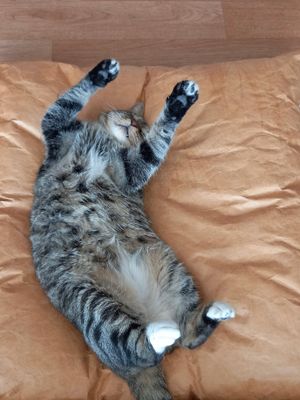 [헨로포우]  고양이 빵방석, 고양이 방석 침대
