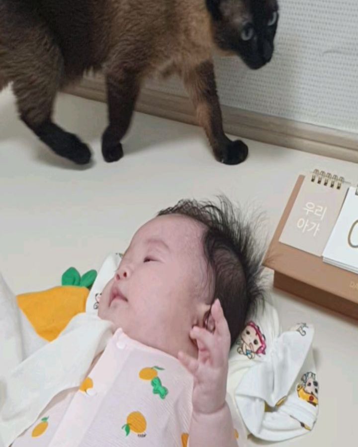우리집 막내 ９０일 되는 날 🍊
개보리, 참깨후추 사이 크느라 고생했어 ღ
앞으로도 잘 부탁해 

선물 받은 예쁜 옷 꺼냈더니 꽉 낀다. 모자는 들어가지도 않아
잘 크고 있네 #청이💙 토도 잘하네 ㅎㅎㅎ;;

#개보리#참깨후추#아기와강아지#아기와고양이#3m#3개월#에뜨와#에뜨와패션왕#에뜨와22주년
