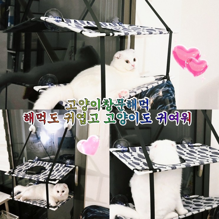 고양이창문해먹 고양이가 행복해하는 고양이해먹먹