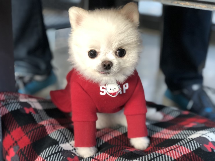 강아지 인식표 일러스트 목줄 그린다냥