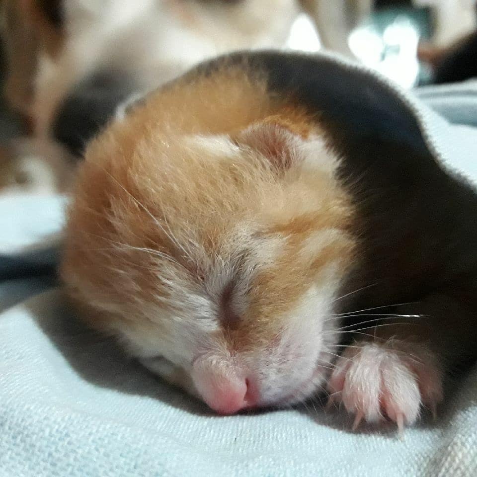 아가
.
.
.
#냥스타그램 #냥이 #고양이 #고양이그램 #귀요미