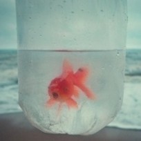 고체향수 솔리드퍼퓸 추천 [밀크바오밥]
