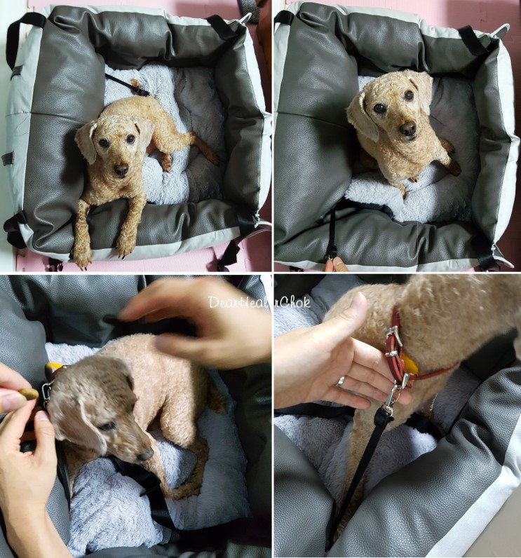 로아코 애견카시트는 강아지와 함께 안전한 드라이브를 위한 필수템