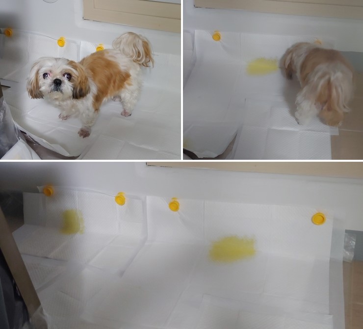 강아지화장실 배변판 만들기! 요기펫 <요기패드홀더>로 간편하게!