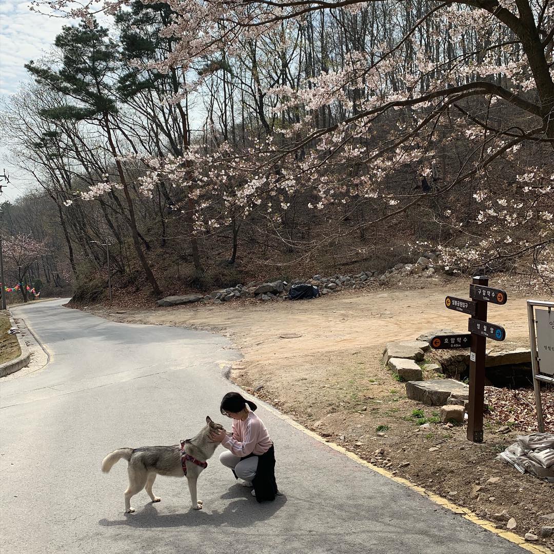 🌸민트랑 설봉산 등산🌸
⠀⠀⠀
⠀⠀⠀
⠀⠀⠀
#2019 #봄 #벚꽃 #핑크 #spring #🌸
⠀⠀⠀
#강아지 #이천 #설봉산 #등산하기 #일상