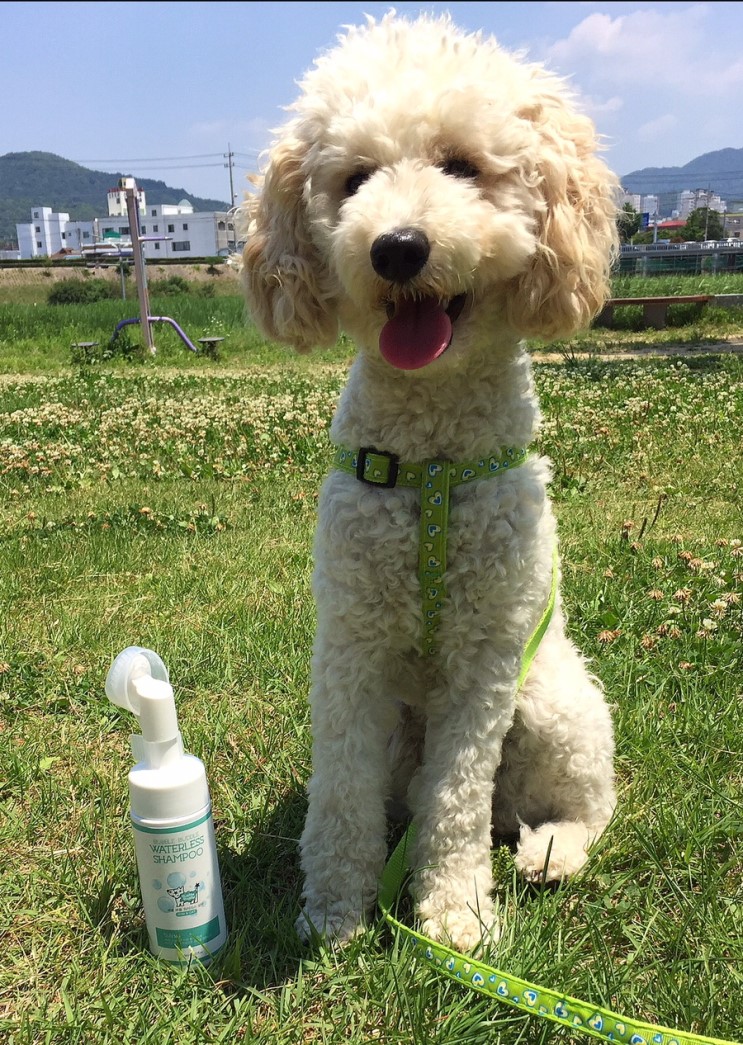 [강아지 워터리스 샴푸 추천] 버블부들 사용후기 강아지 발세정제